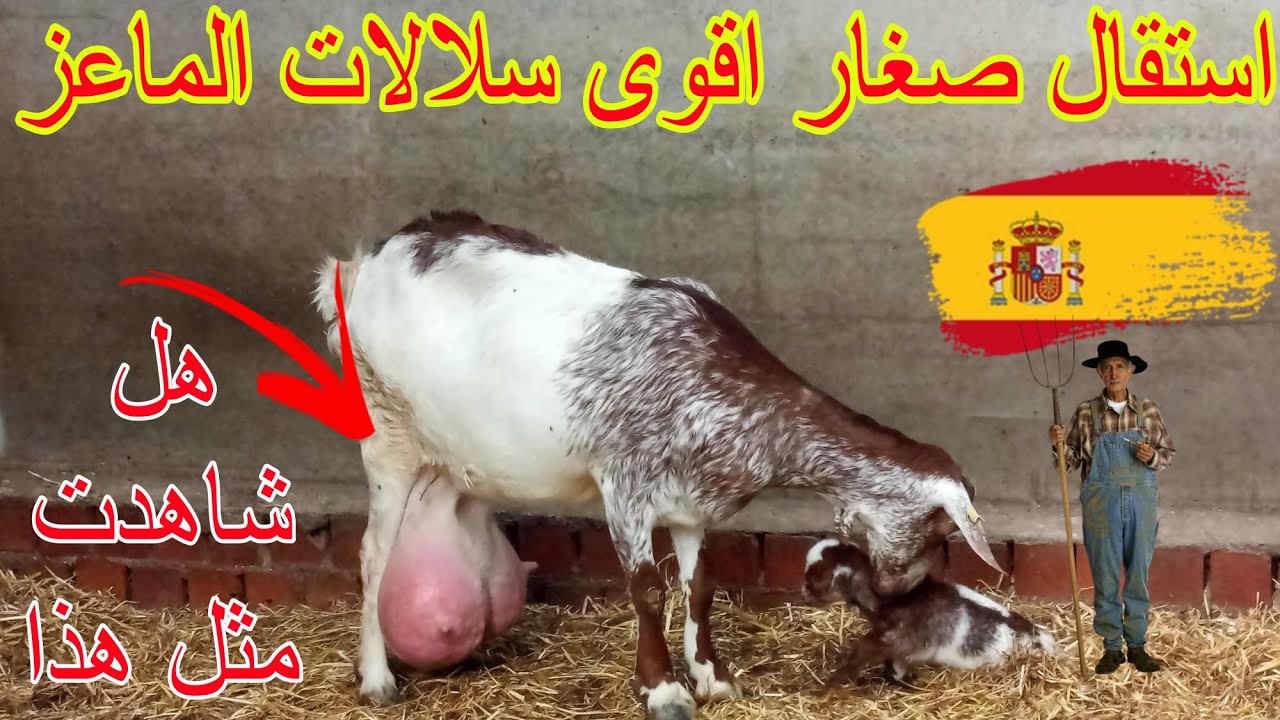 مشروع تربية الماعز الحلوب فلوريدا الاسباني🇪🇸 جميع المعلومات الاكل السكن انتاج كميات كبيرة من الحليب