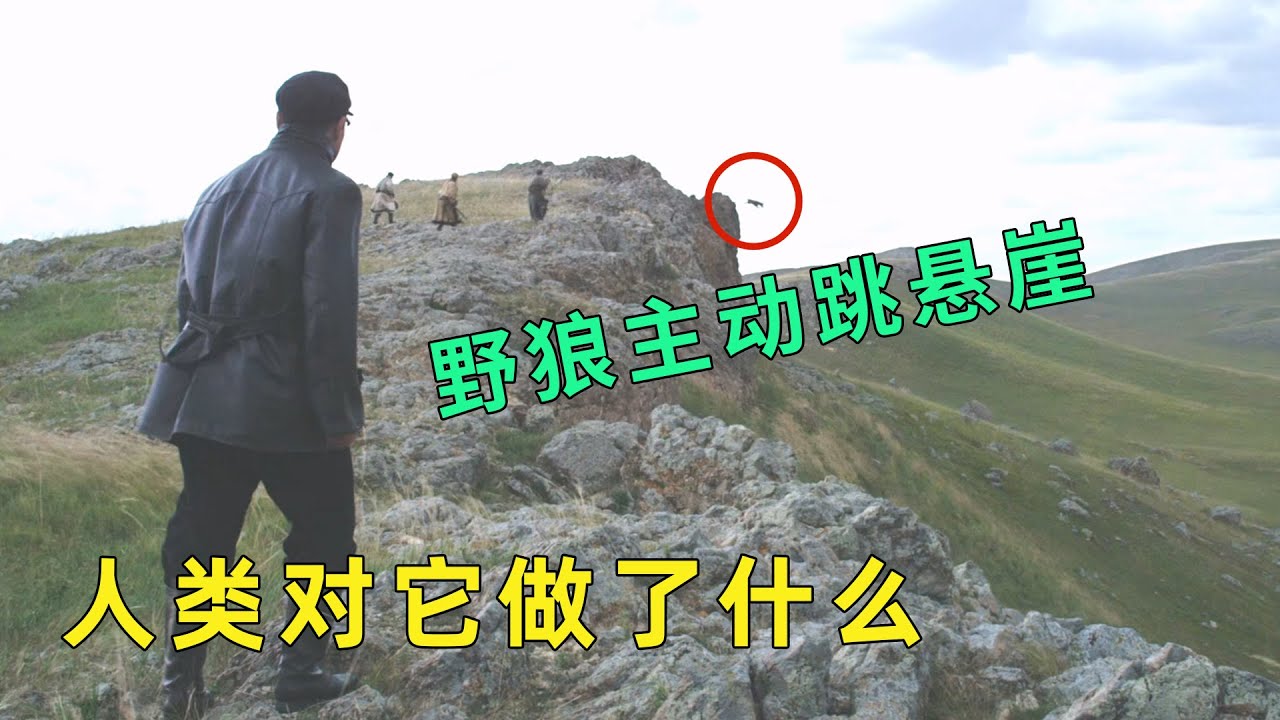 野狼竟主动跳下悬崖，人类究竟对它们干了什么？一场人类与狼群的殊死较量，到底谁才是最后的赢家？