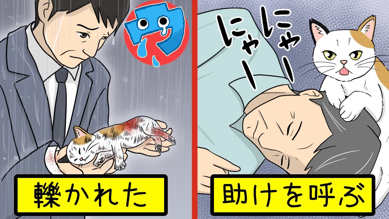 【感動する話漫画】交通事故に遭い半身不随になった三毛猫の子猫…殺処分されるところを父が引き取り育てることになった話【動物/猫】【感動する話を漫画化】