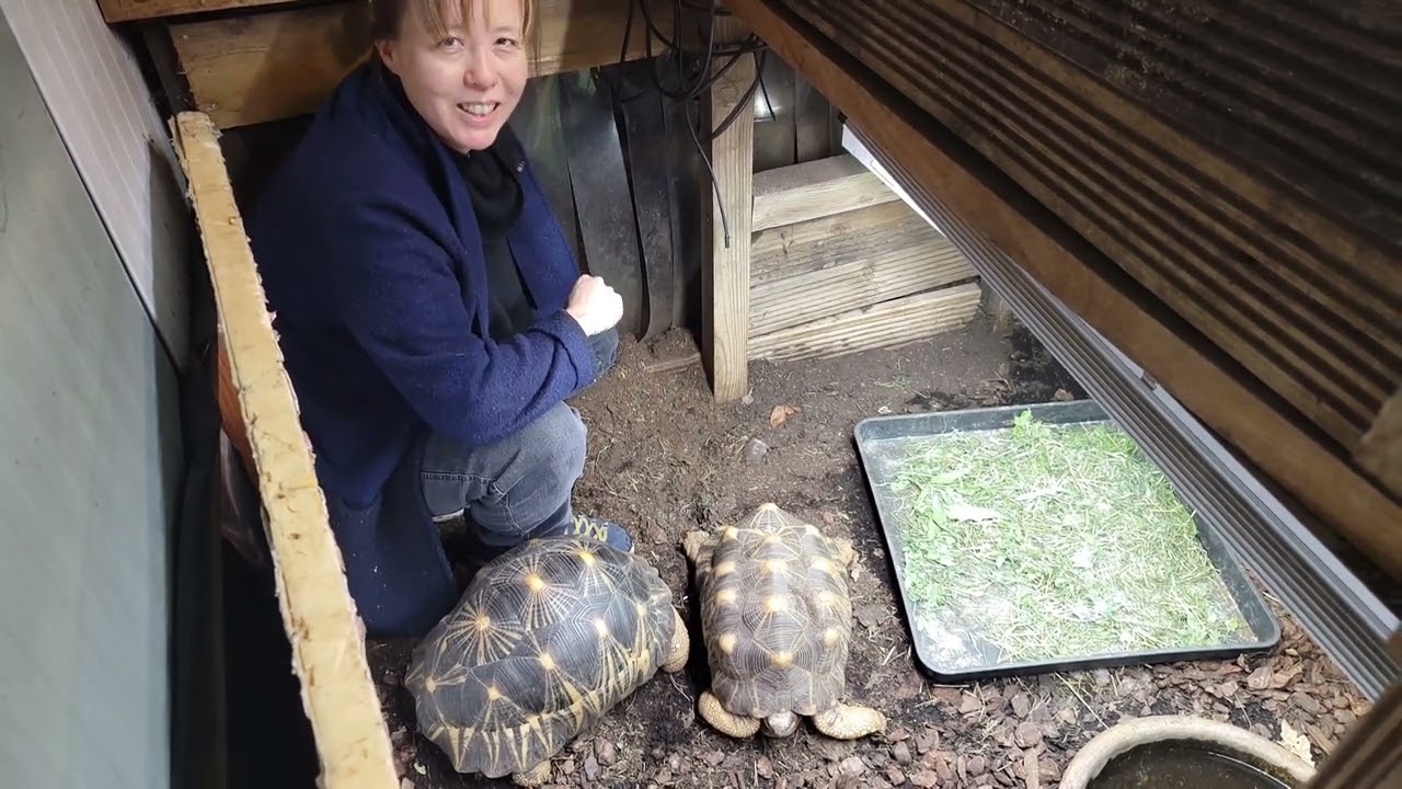 Eleanor's Tortoise Tour. 🇬🇧 UK March 2024.