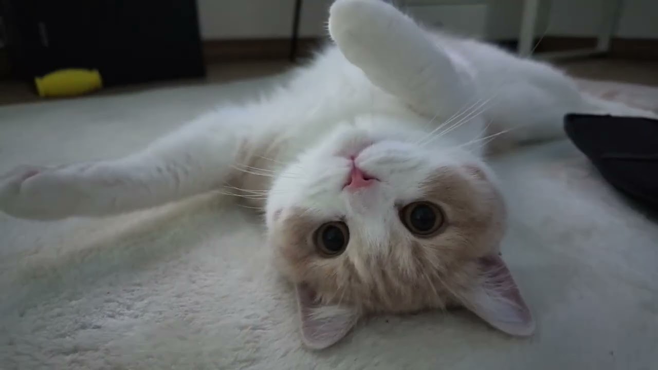 My Sweet Latte (기타 솔로)