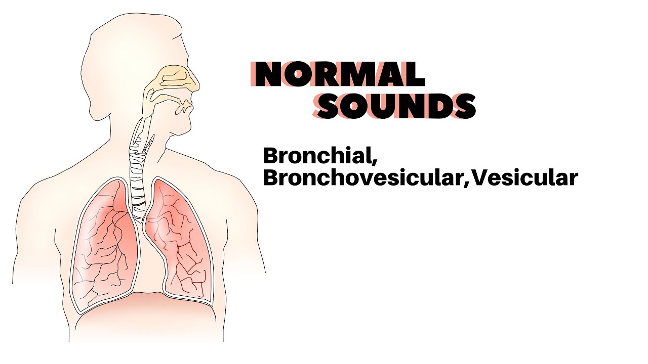 three normal sounds of the lung (Bronchial, Bronchovesicular, and vesicular)