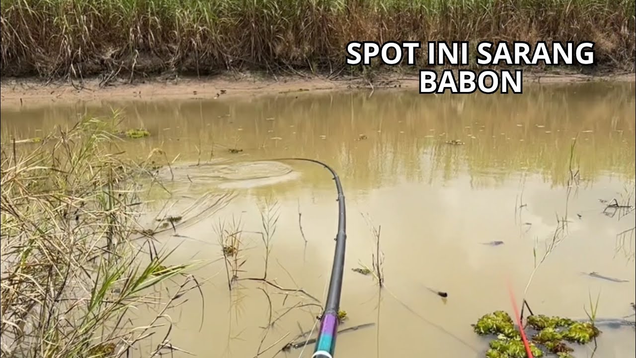 Gak Nyangka! Di Spot Dangkal Ini Ada Nila Babon nya