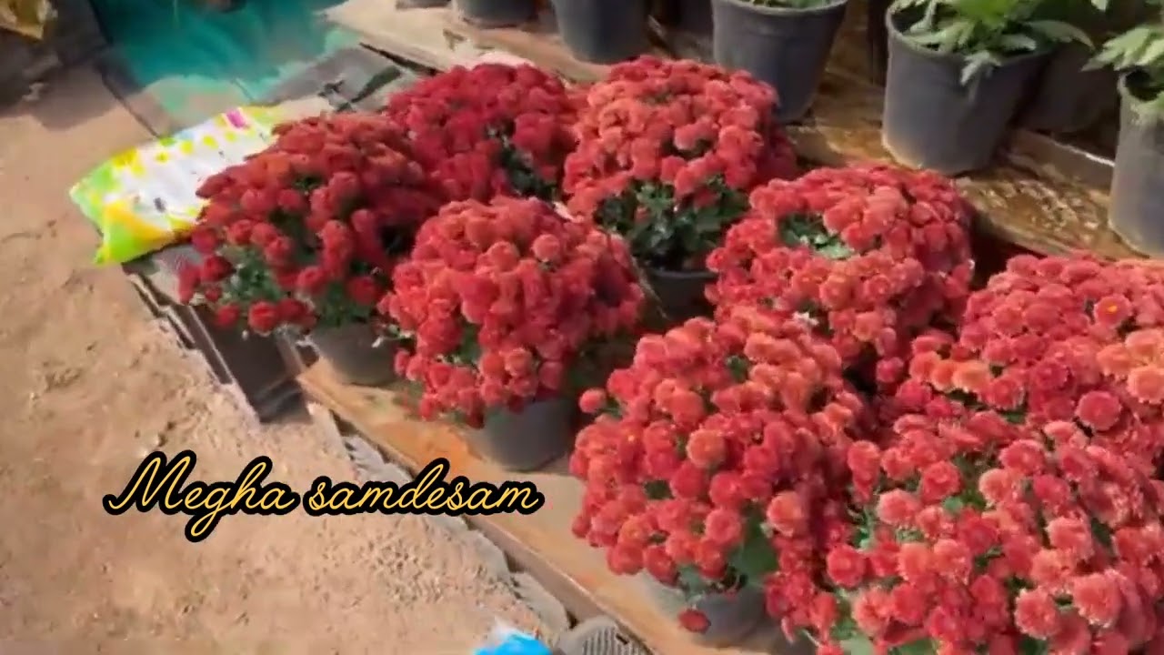 AP flower 🌺🌹 show vijayawada . ఇక్కడ మొక్కలు 30/-నుండే ప్రారంభం. #part 1 #meghasandesam #hemasiva 