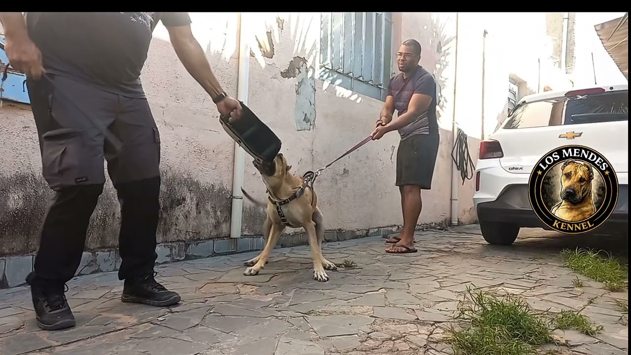 Confiança que IMPRESSIONA! - LOS MENDES KENNEL 