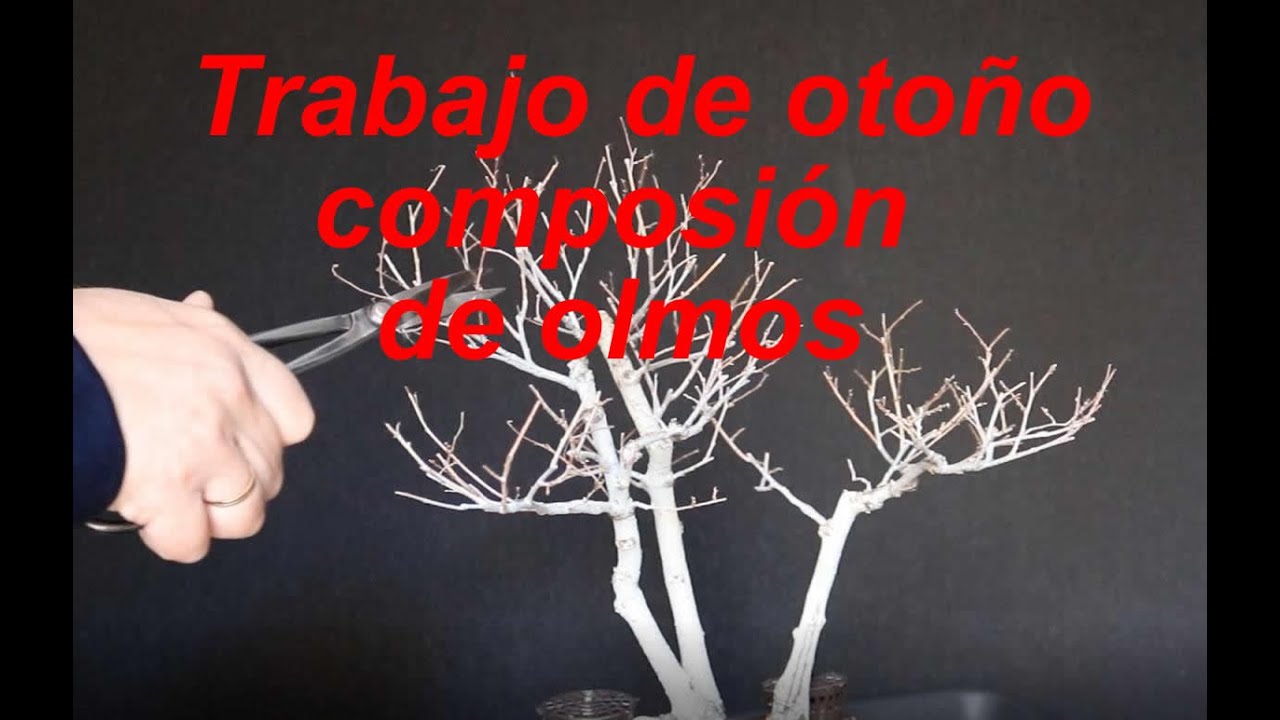 Trabajo de otoño a composición de OLMOS