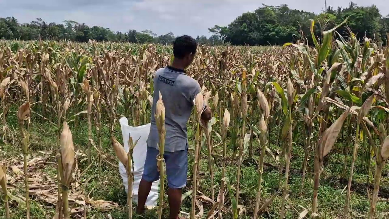 TRUE FARMER SKILLS: MANUAL CORN HARVESTING WITH JUST BARE HANDS! - Agriculture Farming