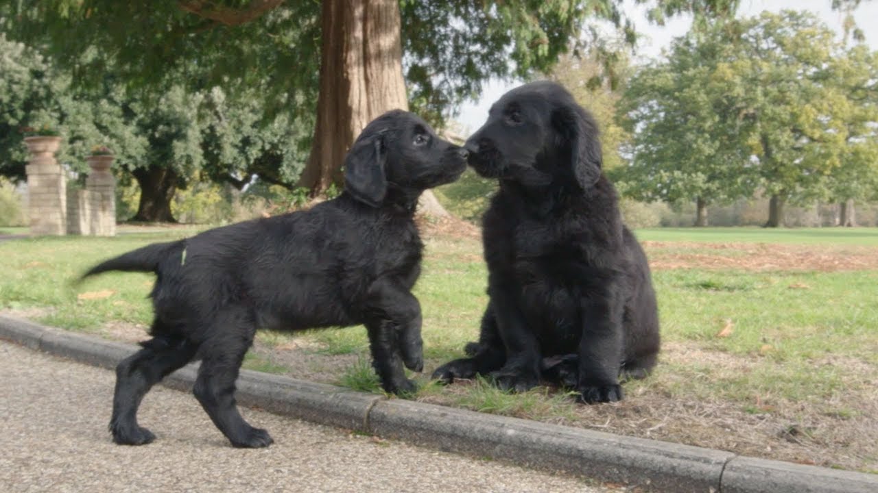 Познакомьтесь с сертифицированным заводчиком Kennel Club Дженни Кэмпбелл...