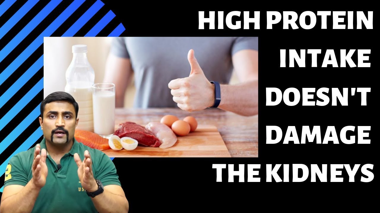 HIGH PROTEIN INTAKE DOESN'T DAMAGE THE KIDNEYS