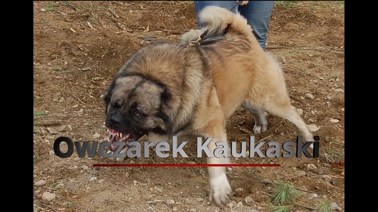 Owczarek Kaukaski- Historia i opis psa Kaukazu