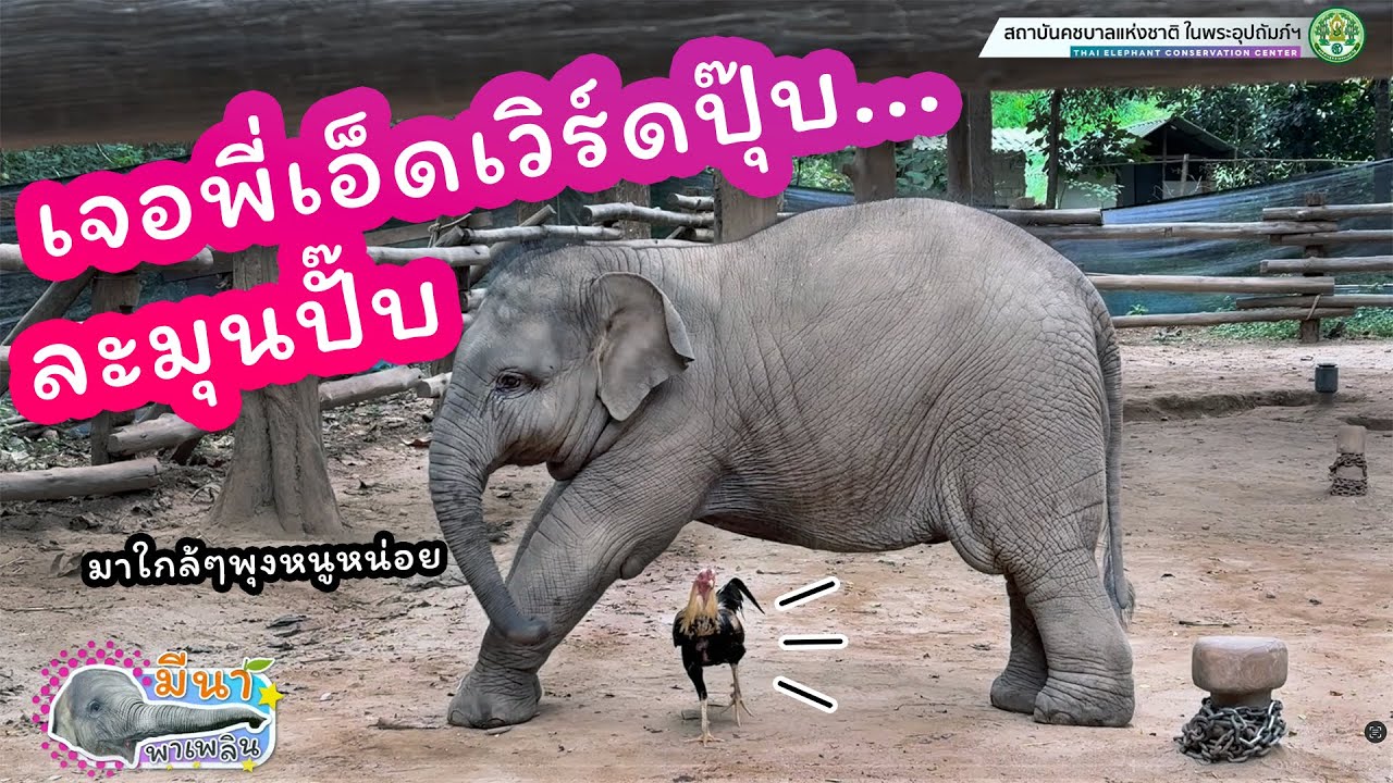 มีนา พาเพลิน 30 พฤศจิกายน 2567 (ถ่ายล่วงหน้า 1 วัน) จากเด็กซนกลายเป็นเด็กเรียบร้อยแค่มีพี่เอ็ดเวิร์ด
