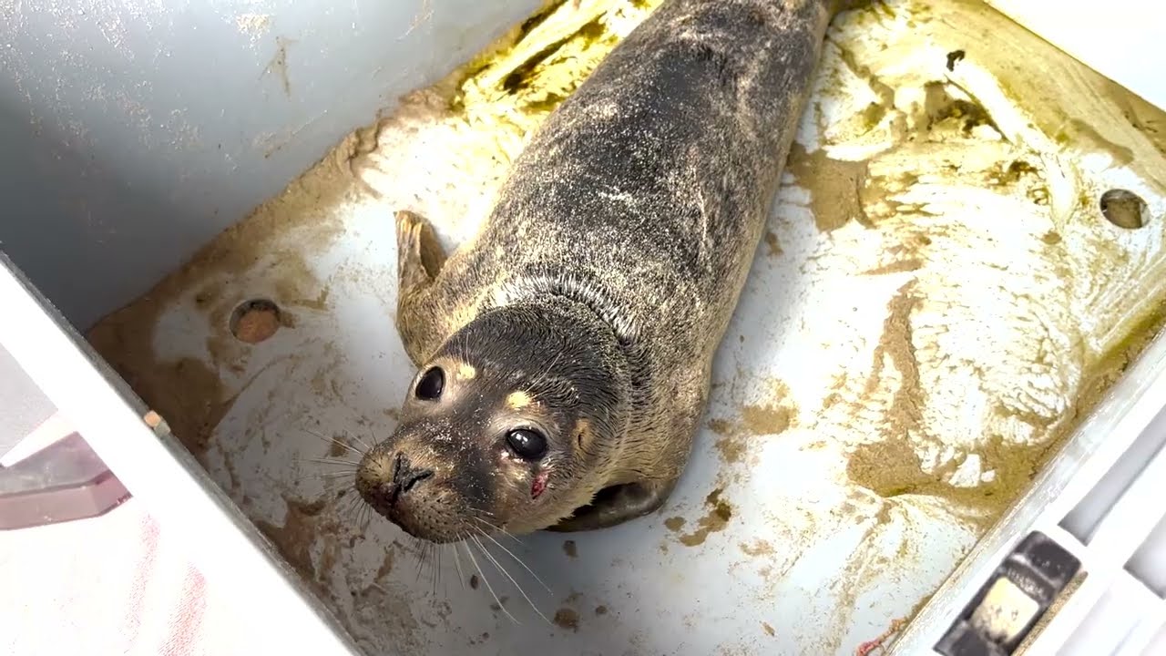 The story of Chabashira the seal 🦭