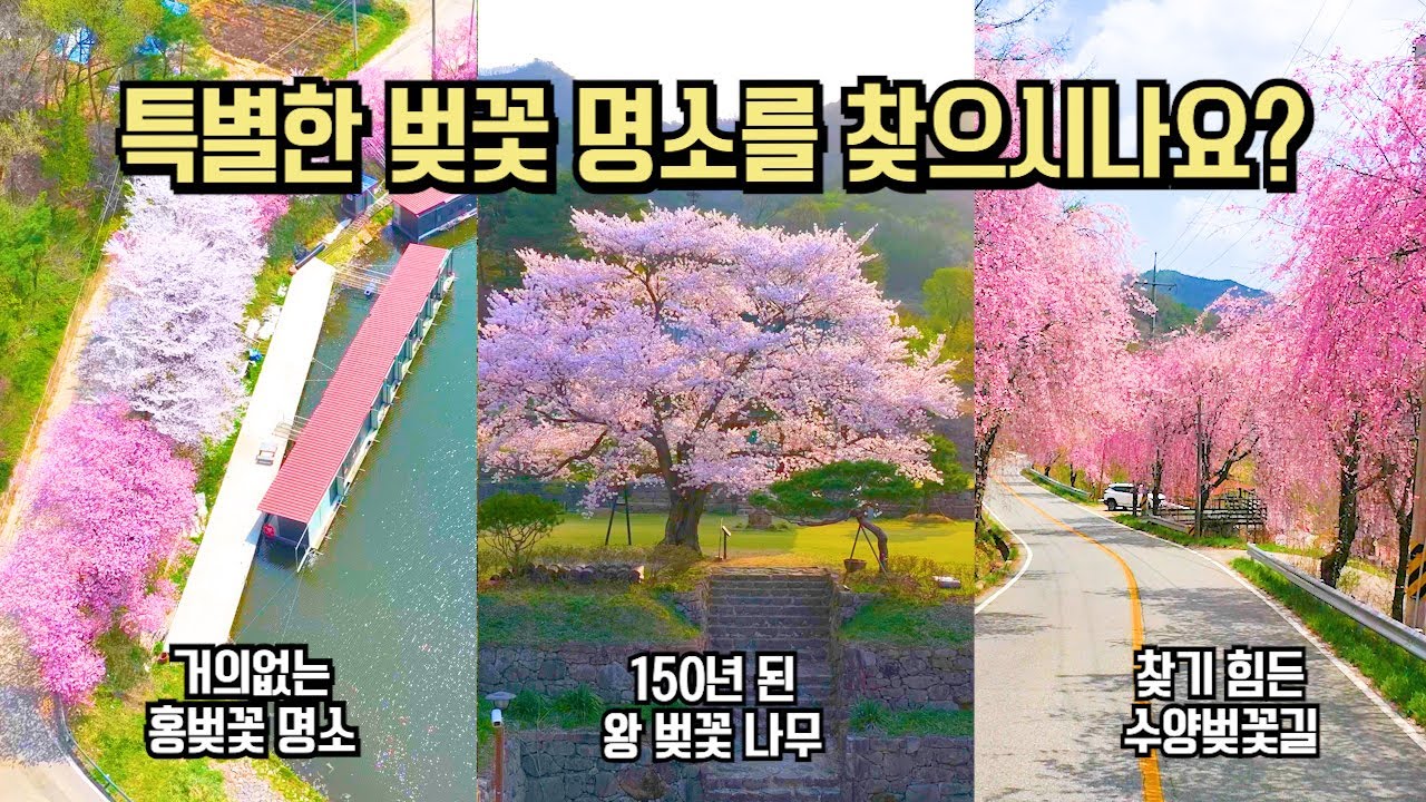 평범한 벚꽃 명소가 아닌 독특한 벚꽃 명소 추천 국내 여행 BEST 11 #국내여행 #여행추천