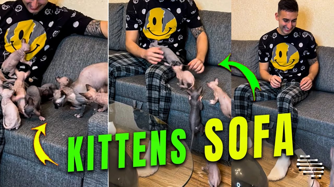 Sphynx Kittens Gather around Dad on the Sofa