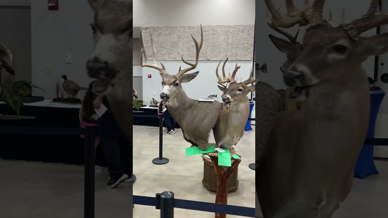 2023 Louisiana Taxidermist competition