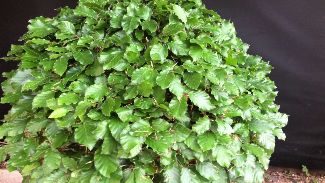Partial Defoliation Of Deciduous Bonsai In Summer