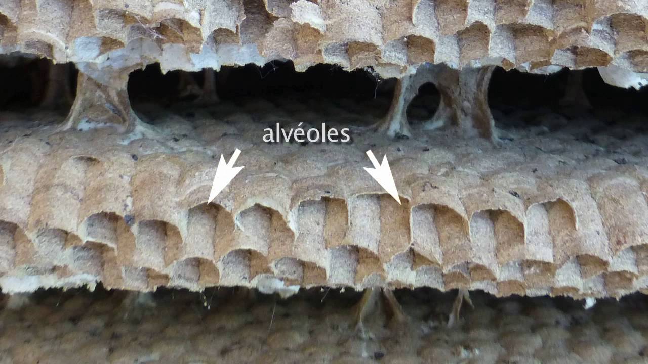 Le Frelon Asiatique, comportement (par Christian Aimar)