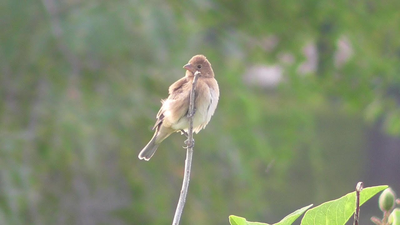 Indigo Bunting buzzing call. San Benito, Texas 2022-10-08