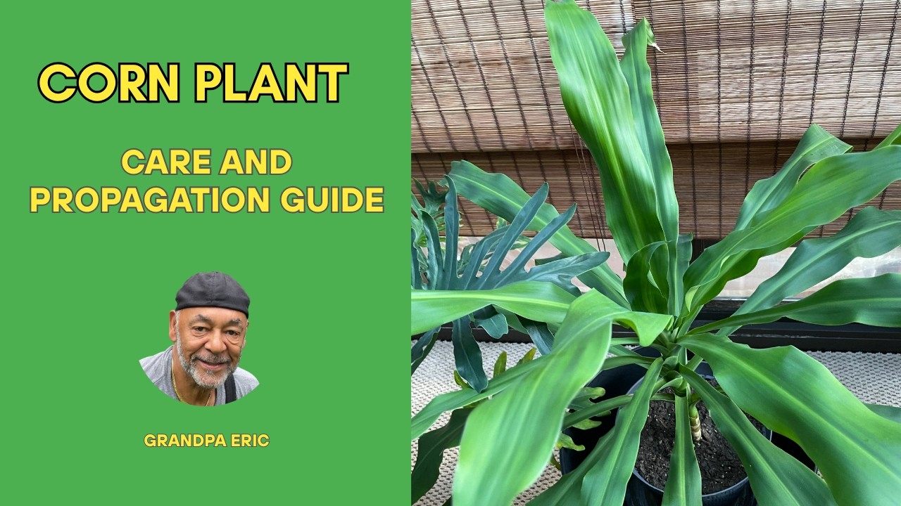 Corn Plant Care Made Easy | How to Grow & Propagate