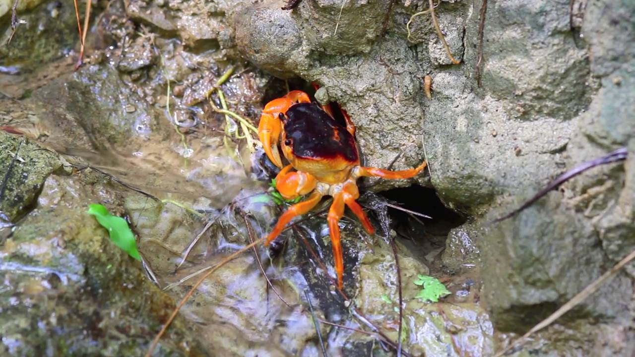 Geosesarma Biotope - Gesprochen von Chris Lukhaup