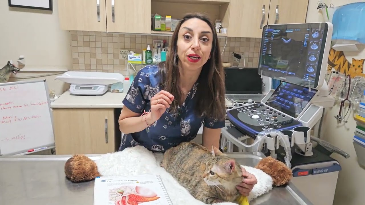 Kedilerde Kolanjit Nedir? kedilerde pankreatitis ve triaditis nedir? #kolanjit #pankreatit