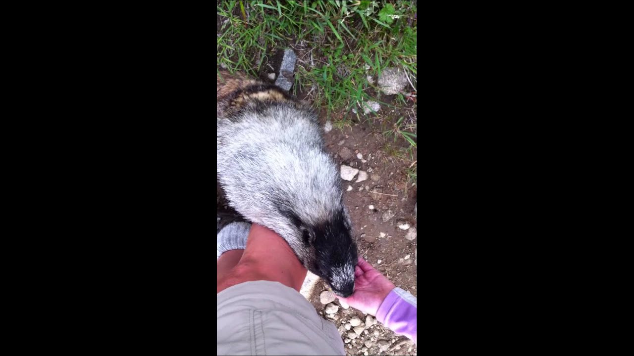 Wild Marmot uses us a human salt lick.