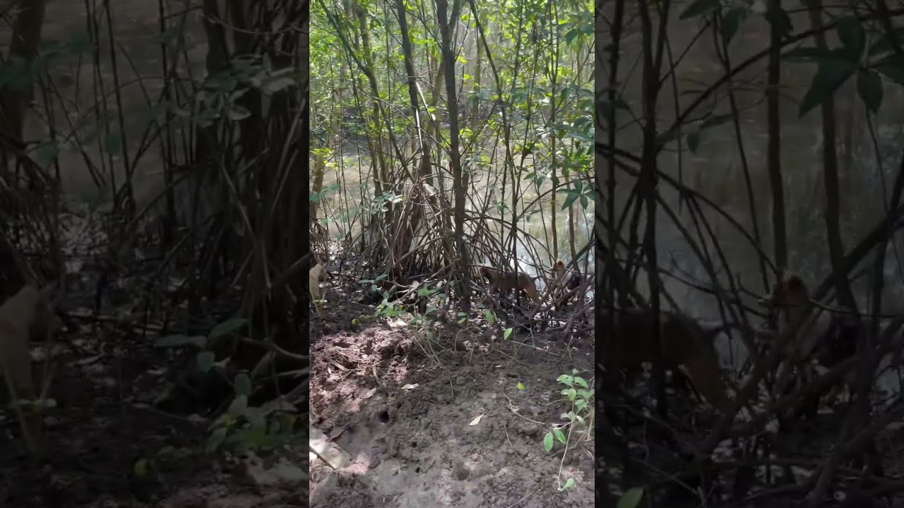 What Would Happen If Mangroves Were Cut Down?