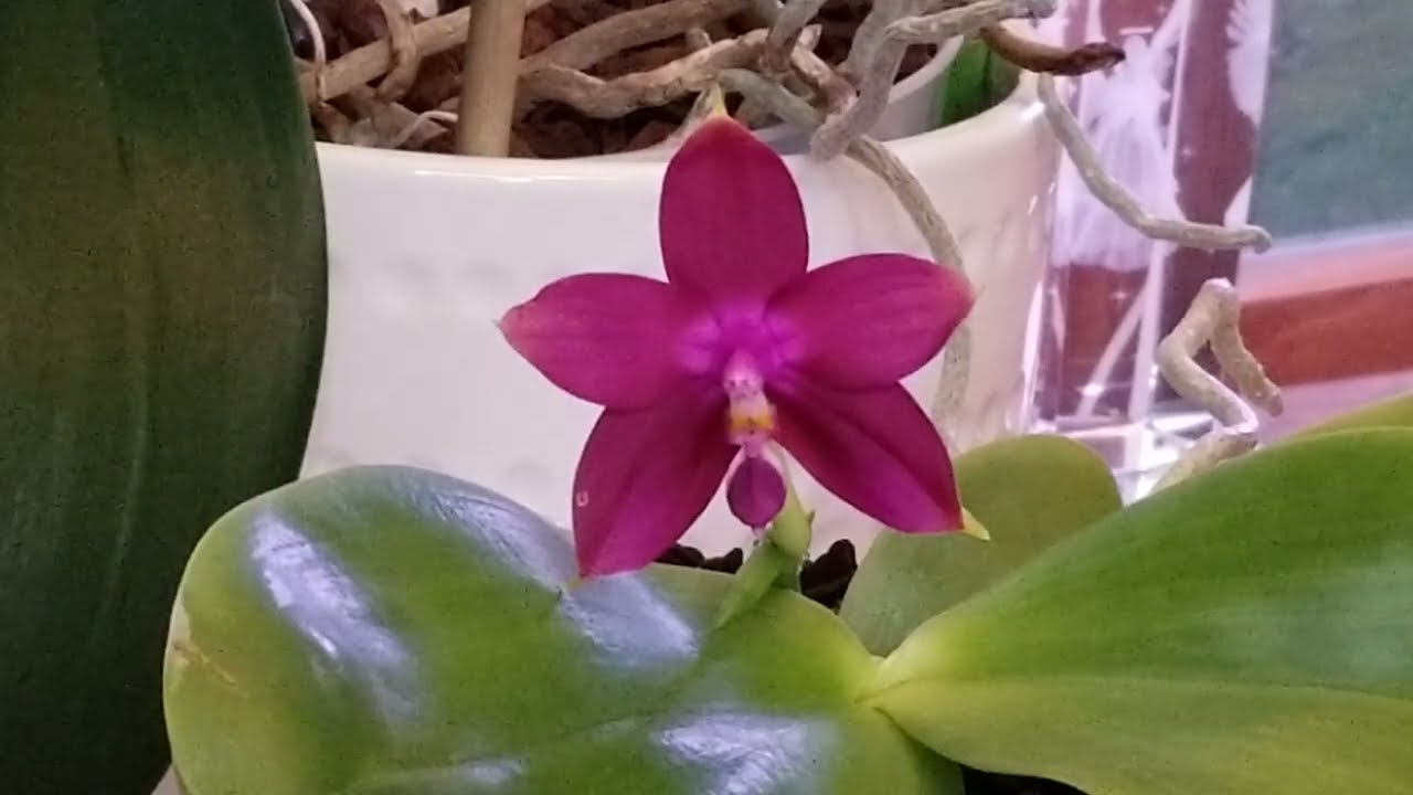 How to Prevent Bud Blast in Orchids & What Causes It!