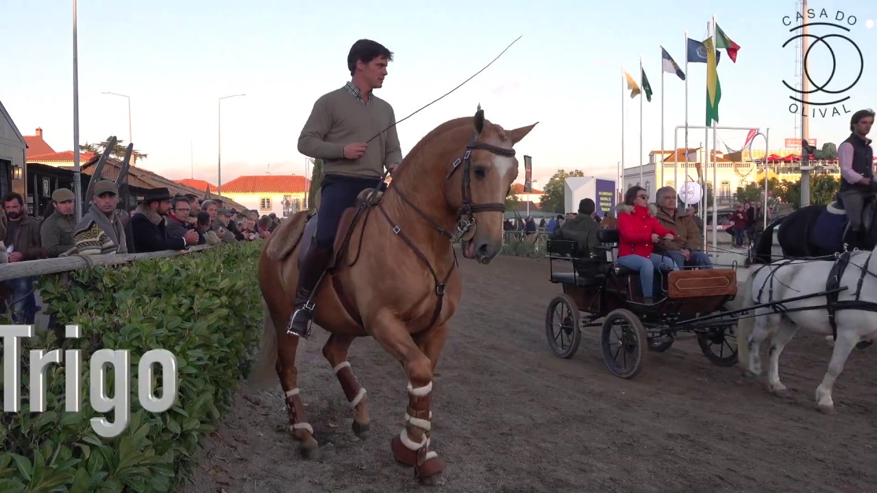 191108 Trigo por Vasco Mira Godinho - Coudelaria Casa do Olival