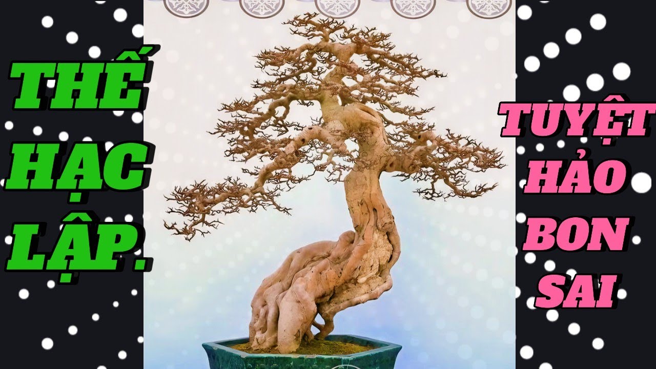 NHỮNG TÁC PHẨM BONSAI THẾ HẠC LẬP ĐẸP TỪ GỐC ĐẾN NGỌN