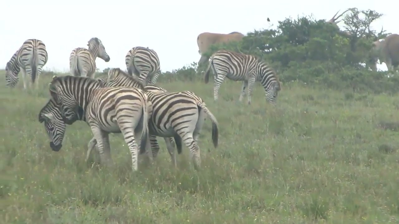 Amakhala Game Reserve - Fascinating Interactions of the Plains Zebra