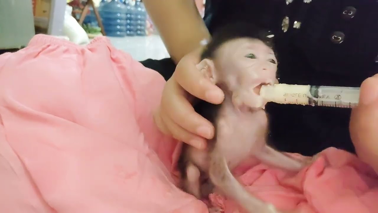 cara memberi makan bayi monyet usia 1 bulan #bayimoyet #monyetpintar  #monyetlucu #monyetpantai