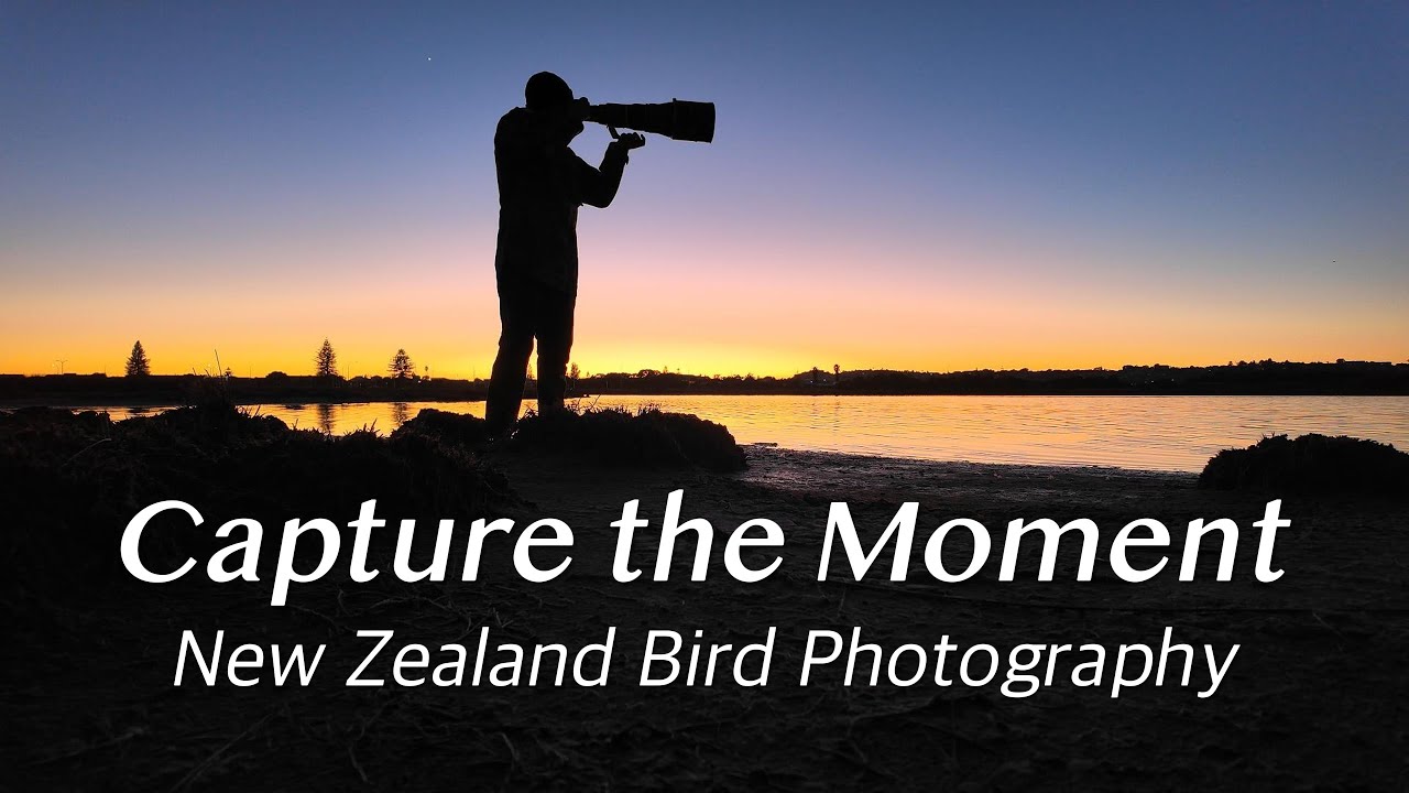 Tips For Stunning Bird Photos!! #birds #birdphotography 