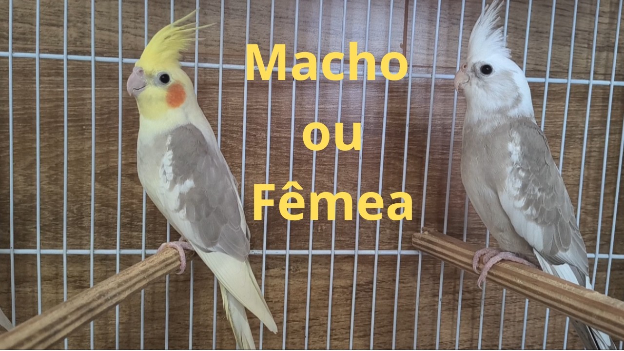 Resultado do Exame de Sexagem dos Filhotes