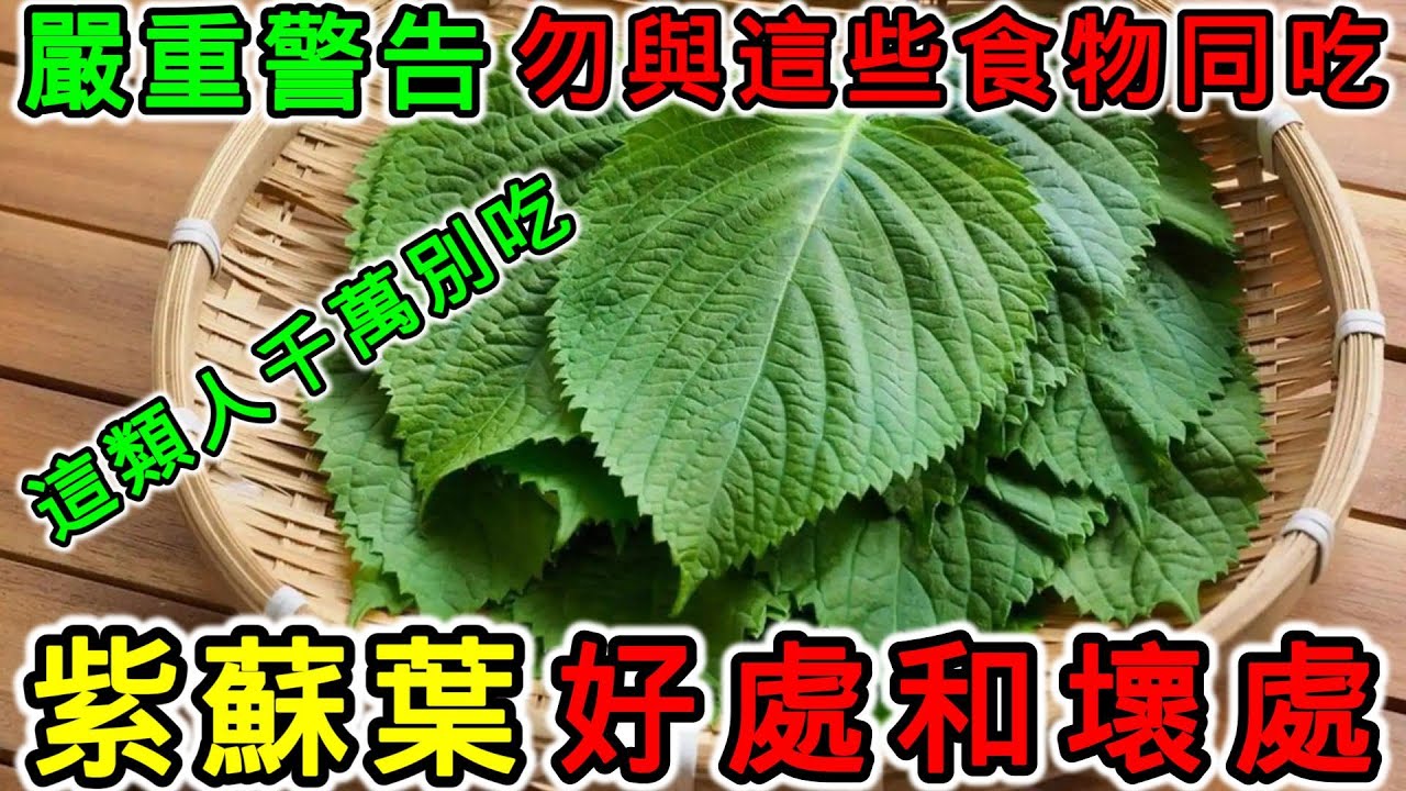 吃紫蘇葉有什麼好處？吃紫蘇葉的壞處，什麼人不適合吃紫蘇葉？紫蘇葉不能與哪些食物一起吃？紫蘇葉可以生吃嗎？紫蘇葉一天可以吃多少？紫蘇吃太多會怎樣？
