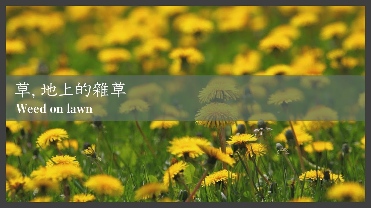 【草地篇】草．地上的雜草｜Weed on lawn ｜#廣東話｜#庭園