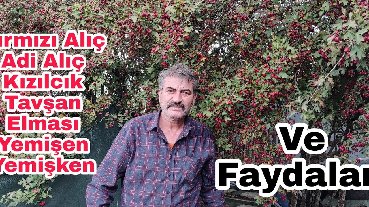 Kırmızı Alıç ve Faydaları Yemişken, Yemişen, Tavşan Elması