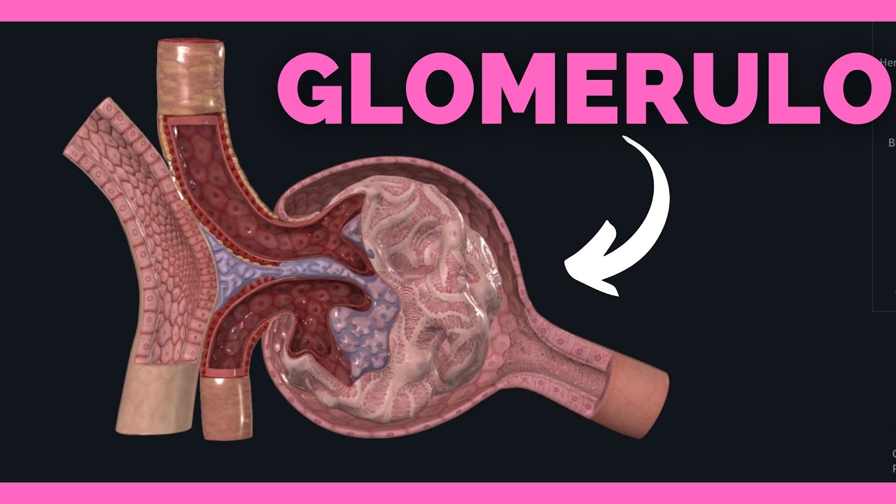 ASI ES el GLOMERULO de forma MICROSCOPICA | ANATOMIA DEL RIÑON