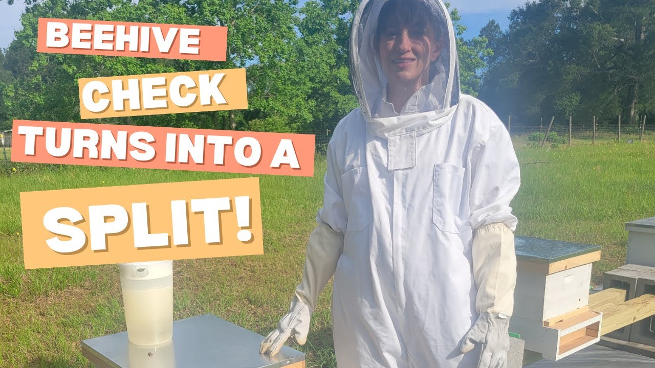 Beehive Check Turns Into  Split!
