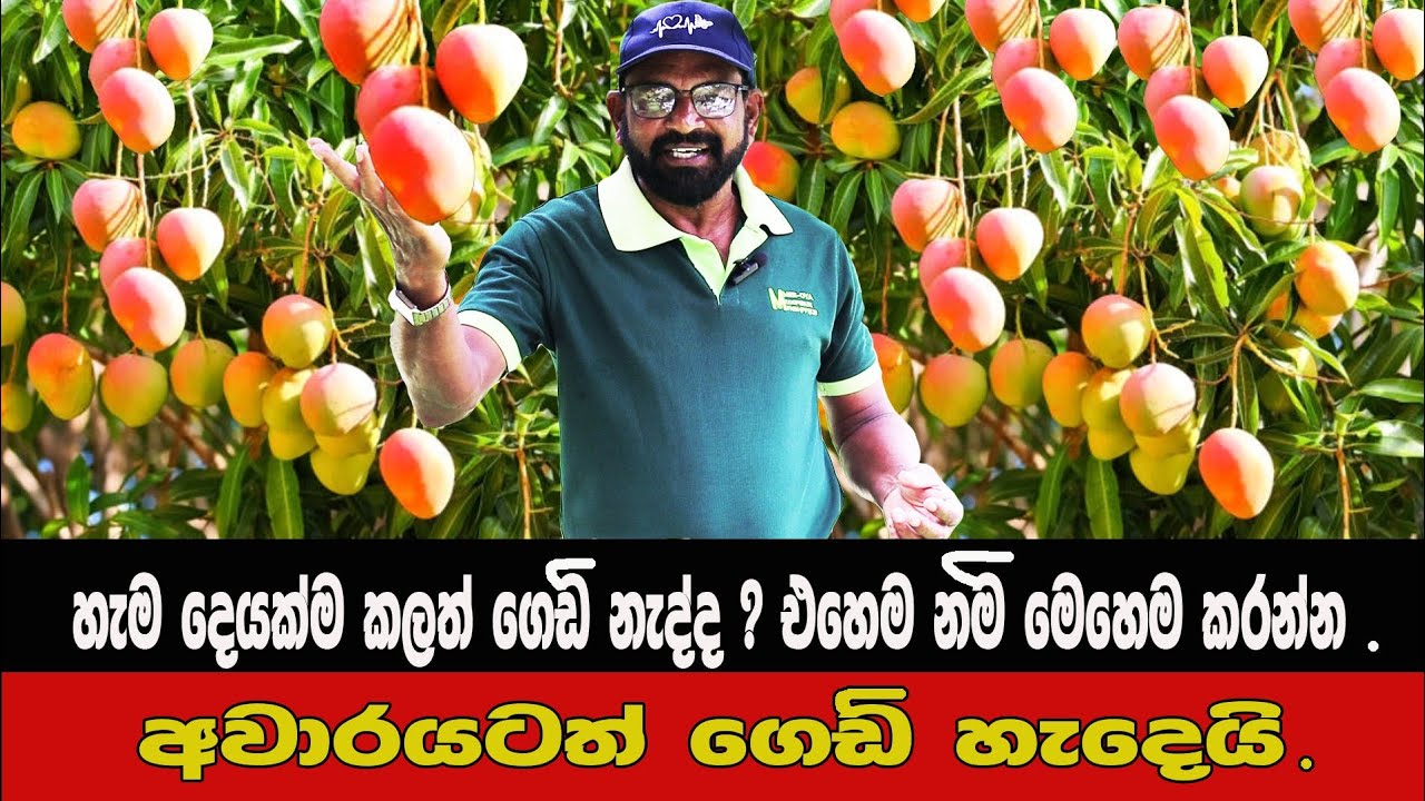 අවාරයටත් ගෙඩි ගන්නෙ මෙහෙමයි. / @AgriView61 