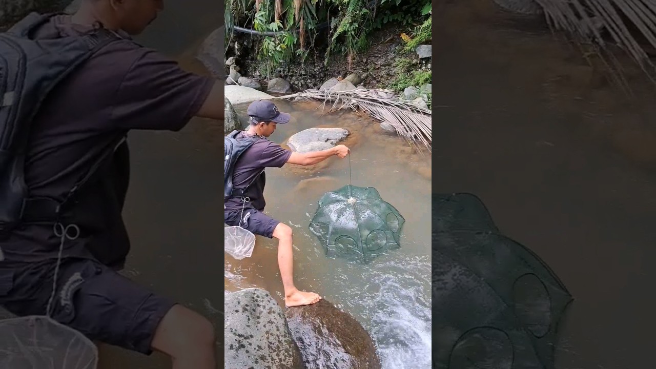 jebakan bubu payung buat Channa Limbata #channa #ikan #diy
