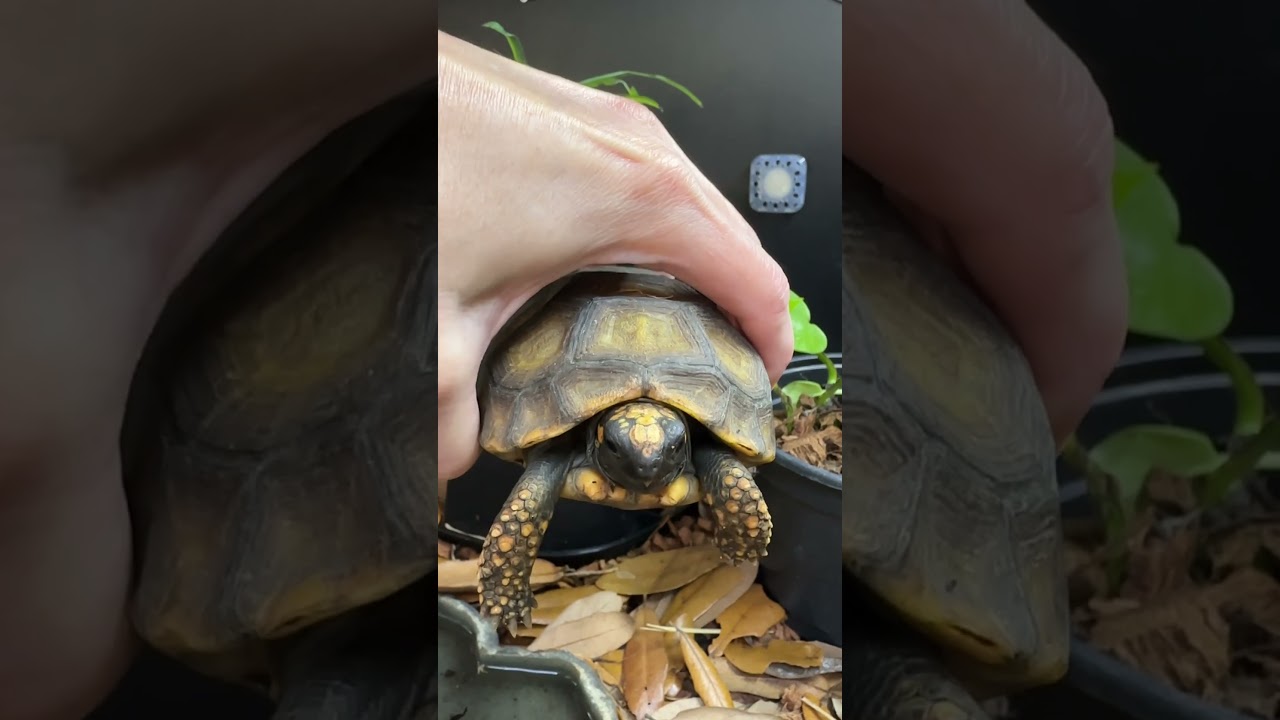 New guy says hi! #tortoise #tortoises  #babytortoise #cutetortoise