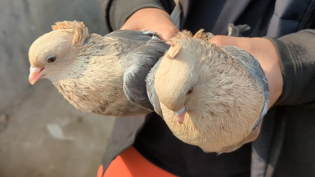 Ajker Dokkhinkhan Kobutor er Haater Video || RS Pigeon Loft
