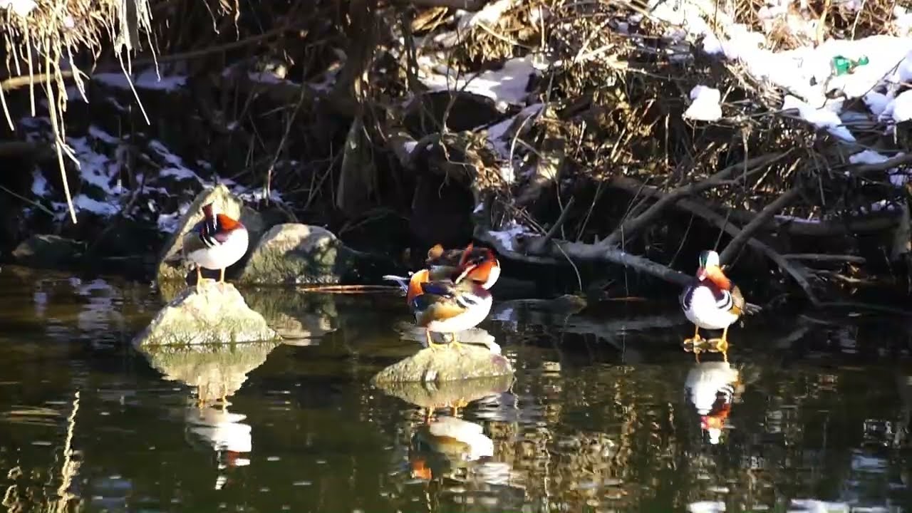 원앙 ( 목욕 ) Mandarin duck ( Bath )