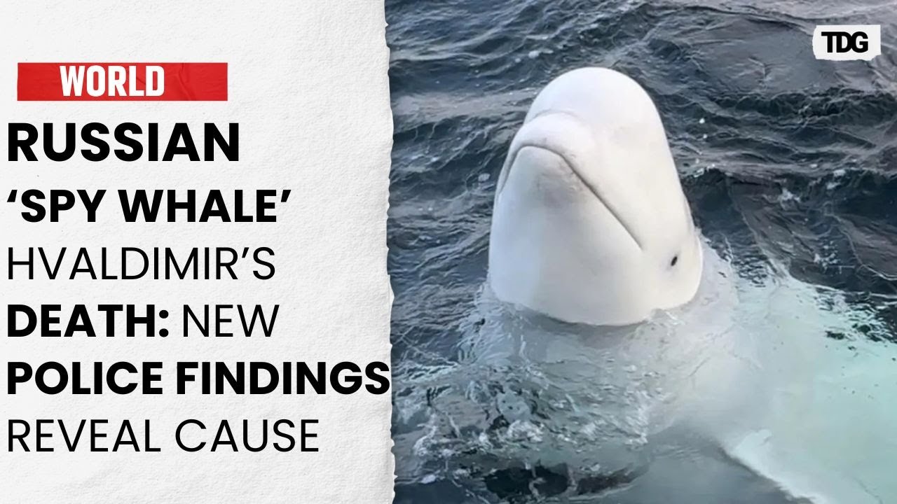 Russian Spy Whale Hvaldimir Murder Mystery Solved