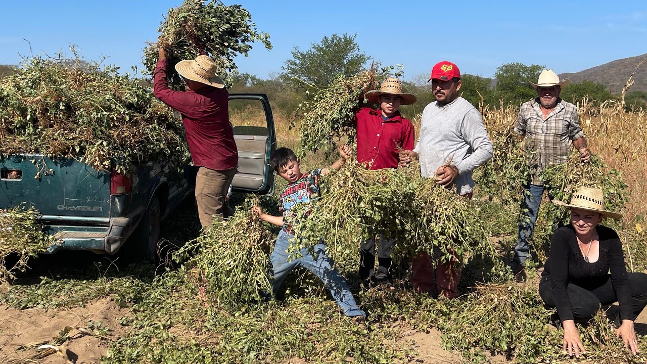 ASI COSECHAMOS NUESTROS CACAHUATES AL ESTILO LOS RANCHERITOS SINALOA