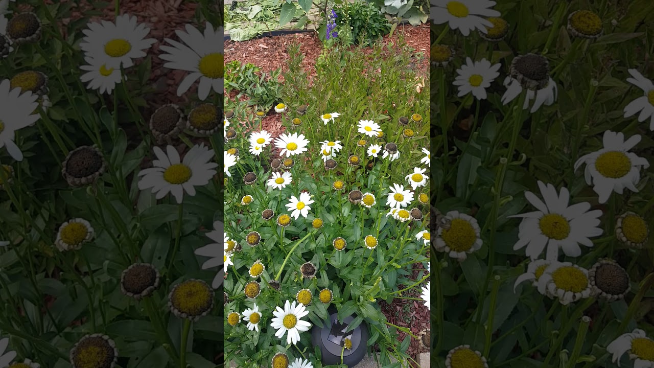 Collecting Shasta daisy seeds
