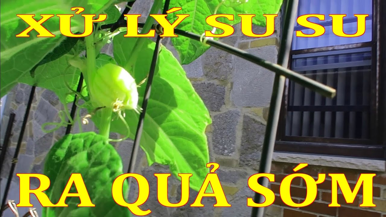 Xử lý su su ra quả sớm