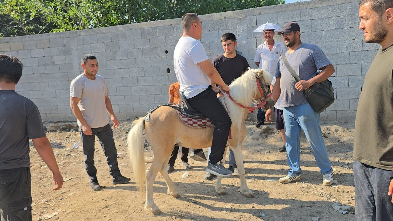 Shahrixon OT Bozori Zotdor DAXSHAT OTLAR CHIQI Ko'rib Mazza qiling 17.06.2025