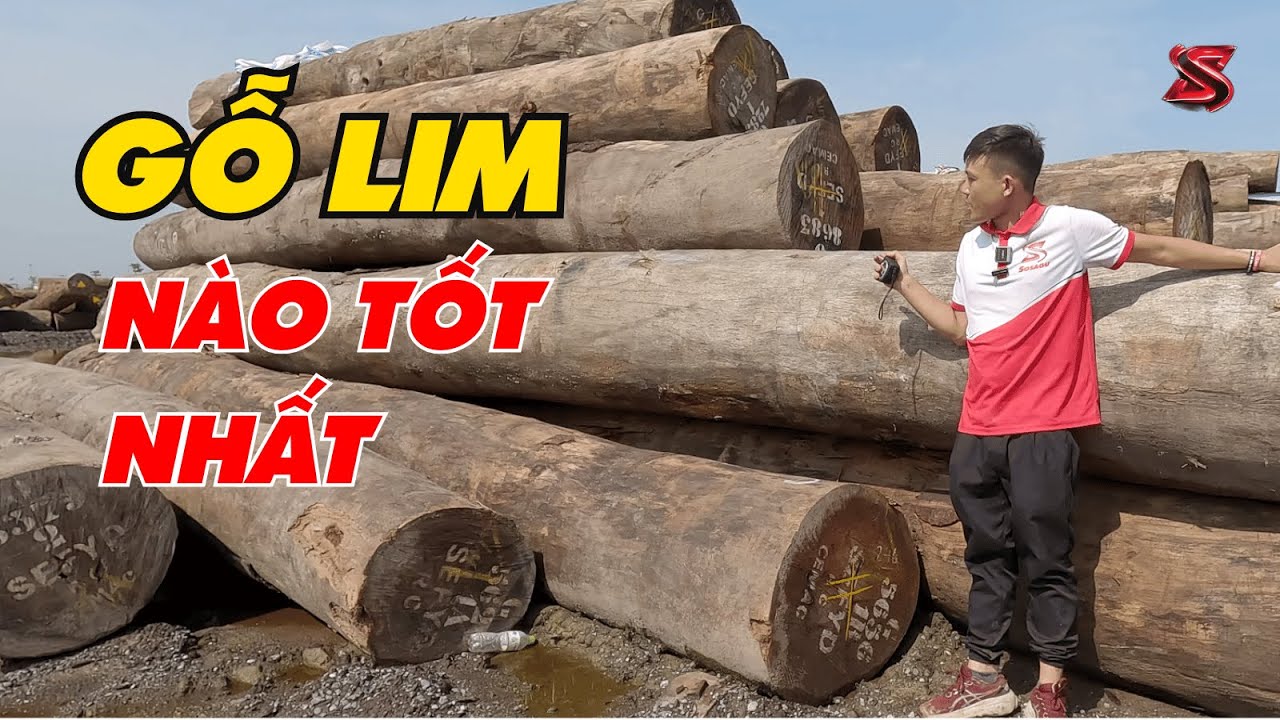 Những điều chưa biết về gỗ lim, Loại gỗ lim nào Tốt Nhất | Sơn Sập Gỗ